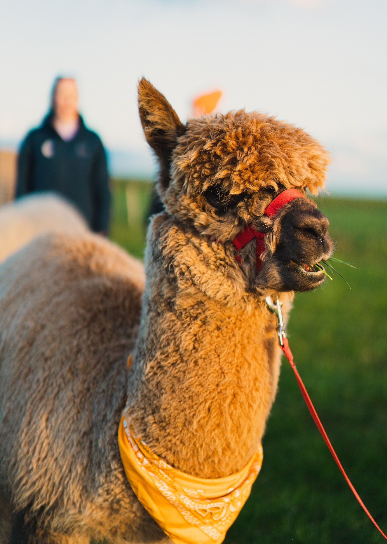Close up of an alpaca walking towards the camera. It's wearing a yellow neck scarf and red harness and reins. In the background is a blurred out shape of a person following behind.